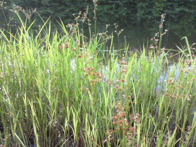 Attached picture Aquatic Weed.jpg
